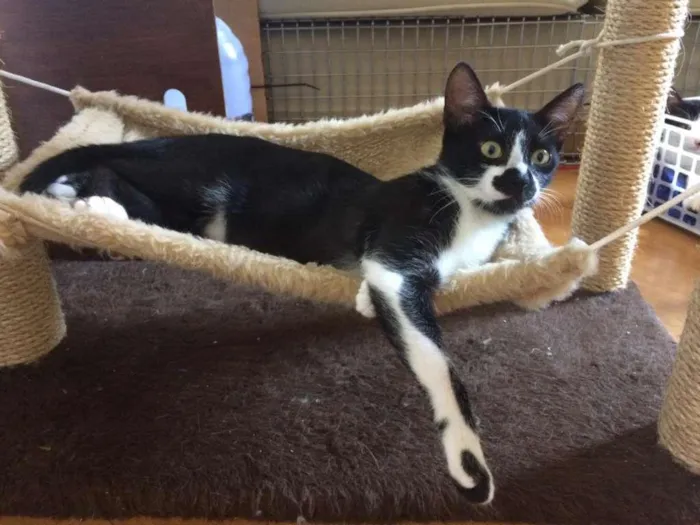 Gato raça SRD idade 2 a 6 meses nome Alegria