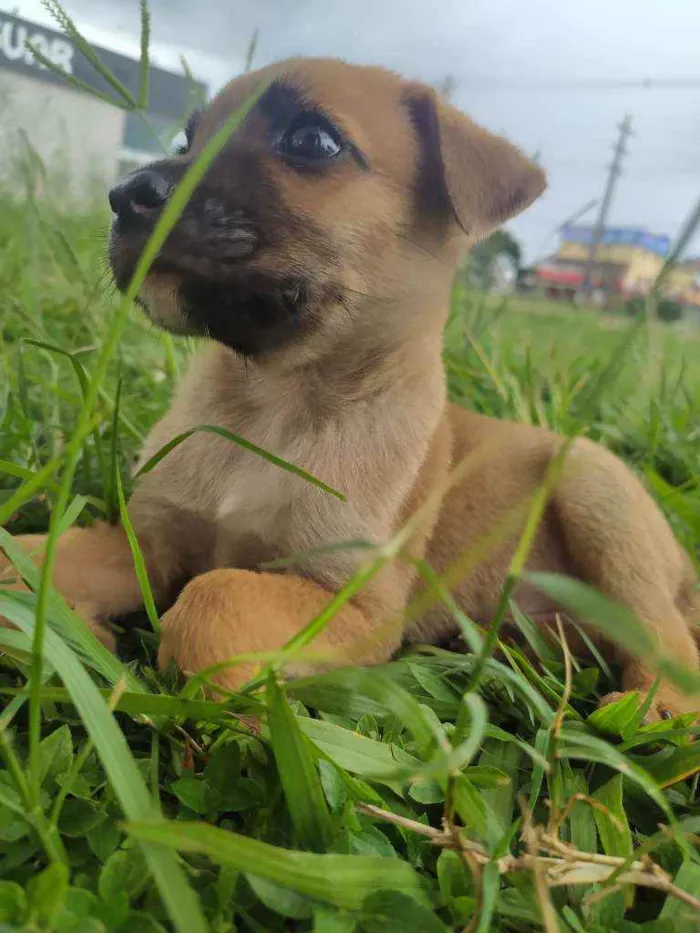 Cachorro ra a Vira lata idade 2 a 6 meses nome Simba
