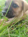 Simba