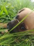 Simba