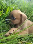Simba