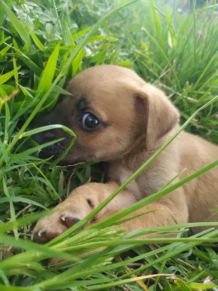 Cachorro ra a Vira lata idade 2 a 6 meses nome Simba
