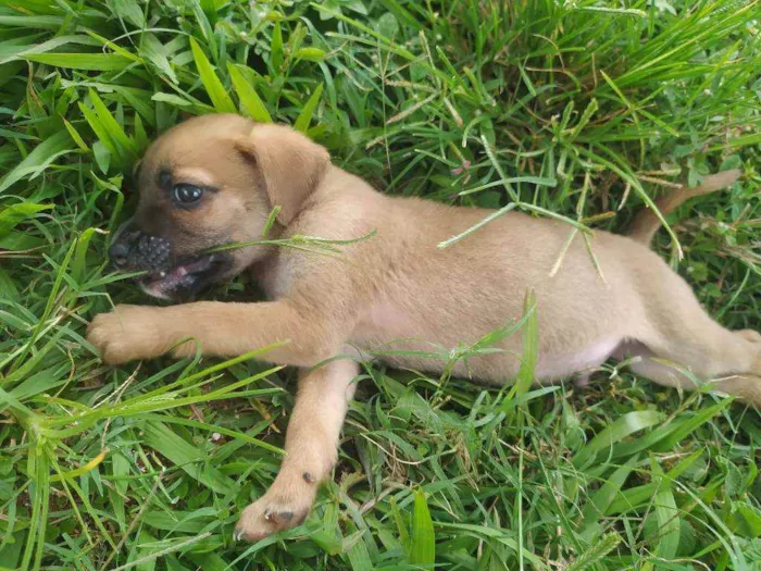 Cachorro ra a Vira lata idade 2 a 6 meses nome Simba