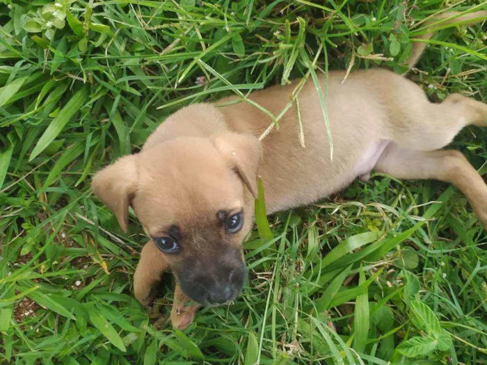 Cachorro ra a Vira lata idade 2 a 6 meses nome Simba
