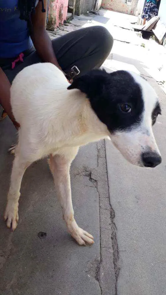 Cachorro raça Não Definida idade 1 ano nome Zaya