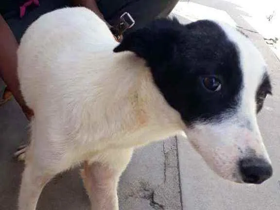 Cachorro raça Não Definida idade 1 ano nome Zaya