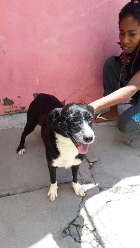 Cachorro raça Não Definida idade 3 anos nome Anita