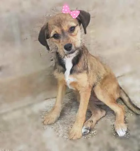 Cachorro ra a Srd idade 2 a 6 meses nome Mila