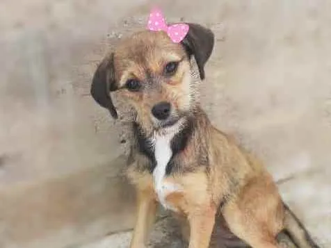 Cachorro ra a Srd idade 2 a 6 meses nome Mila