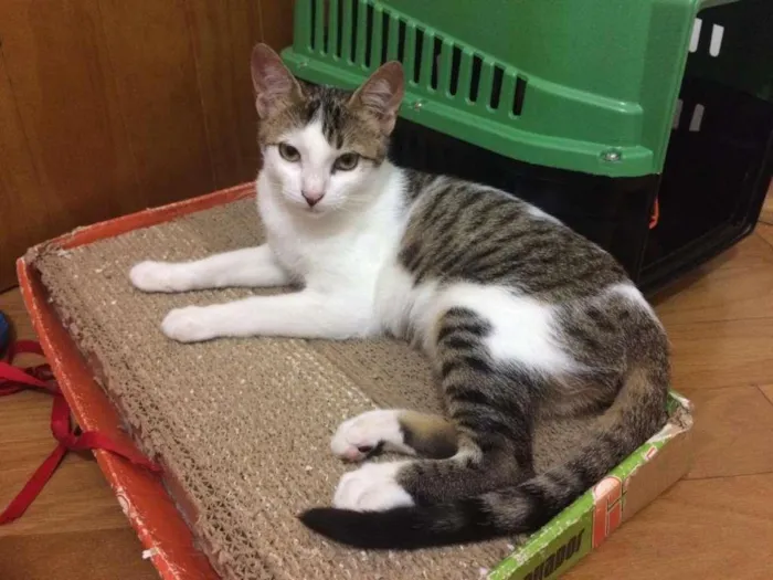 Gato raça SRD-ViraLata idade 2 a 6 meses nome Serpentina