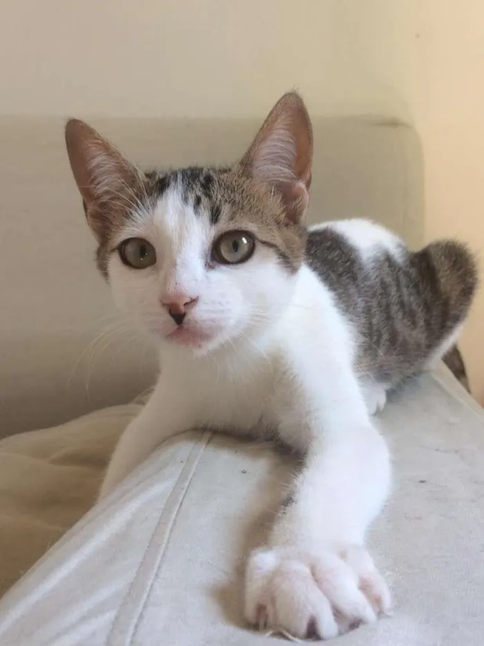 Gato raça SRD-ViraLata idade 2 a 6 meses nome Serpentina