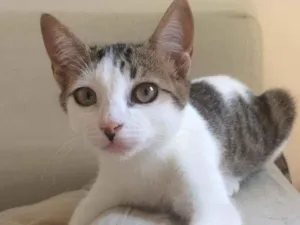 Gato raça SRD-ViraLata idade 2 a 6 meses nome Serpentina