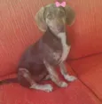 Hortência 