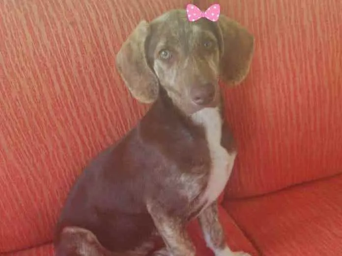 Cachorro ra a Srd idade 2 a 6 meses nome Hortência 