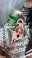 Cachorro raça Não Definida idade 1 ano nome Dominique