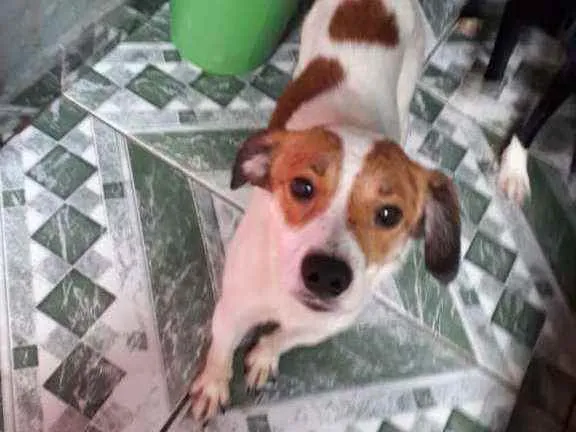 Cachorro raça Não Definida idade 1 ano nome Dominique