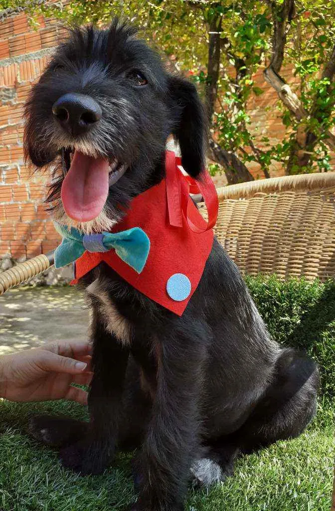 Cachorro ra a Srd idade 2 a 6 meses nome Igor