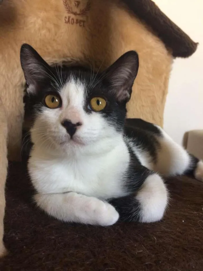 Gato raça SRD-ViraLata idade 2 a 6 meses nome Benício