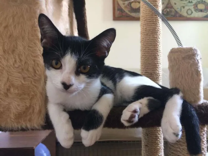 Gato raça SRD-ViraLata idade 2 a 6 meses nome Benício