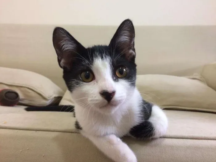 Gato raça SRD-ViraLata idade 2 a 6 meses nome Benício