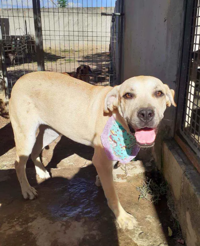 Cachorro ra a Srd idade 1 ano nome Luna