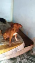 Cachorro raça Não Definida idade 1 ano nome Kevinho