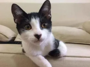 Gato raça SRD-ViraLata idade 2 a 6 meses nome Benício