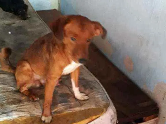 Cachorro raça Não Definida idade 1 ano nome Kevinho