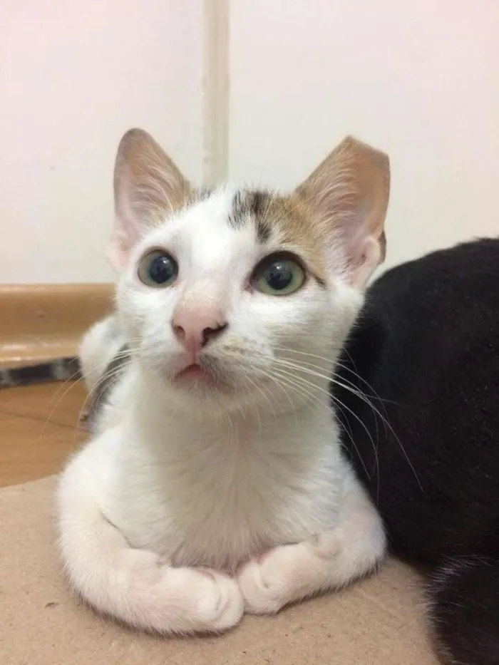 Gato raça SRD-ViraLata idade 2 a 6 meses nome Confete