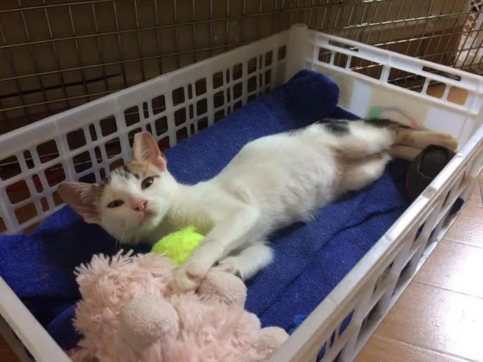 Gato raça SRD-ViraLata idade 2 a 6 meses nome Confete