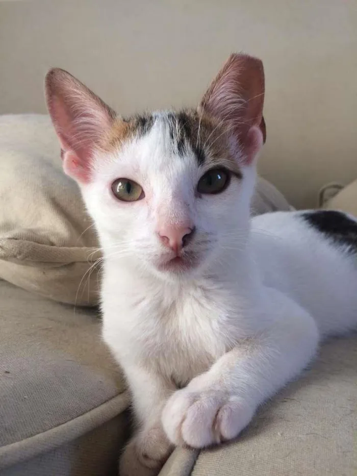 Gato raça SRD-ViraLata idade 2 a 6 meses nome Confete