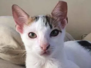 Gato raça SRD-ViraLata idade 2 a 6 meses nome Confete