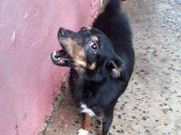 Cachorro raça Não Definida idade 1 ano nome Lua