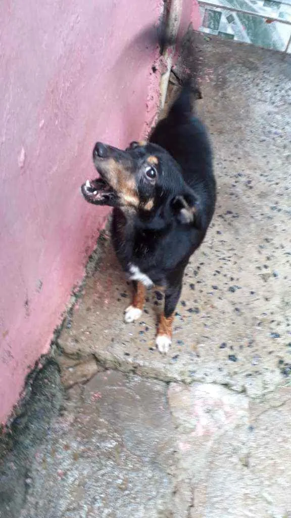 Cachorro raça Não Definida idade 1 ano nome Lua