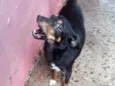 Cachorro raça Não Definida idade 1 ano nome Lua