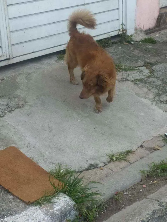 Cachorro raça Srd idade 2 anos nome Toddy