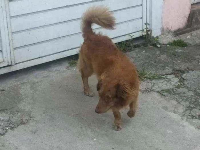 Cachorro raça Srd idade 2 anos nome Toddy