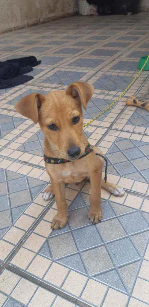 Cachorro raça Srd idade 2 a 6 meses nome Caramelo