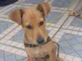 Cachorro raça Srd idade 2 a 6 meses nome Caramelo