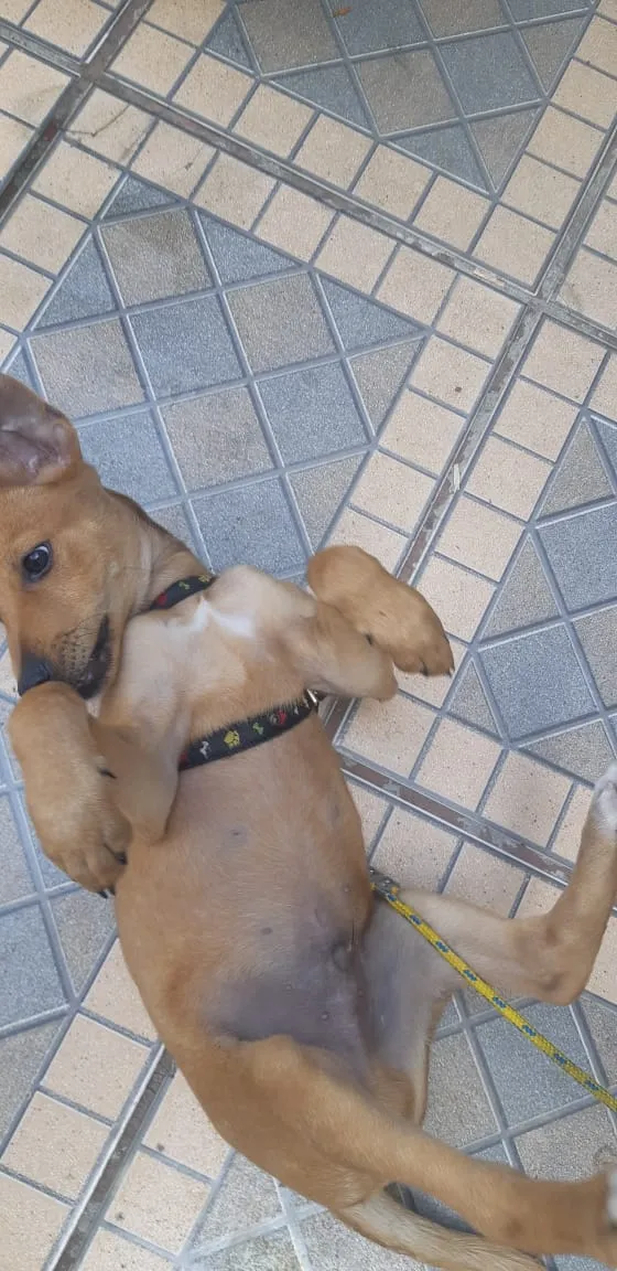 Cachorro raça Srd idade 2 a 6 meses nome Caramelo