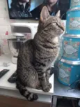 Mingau