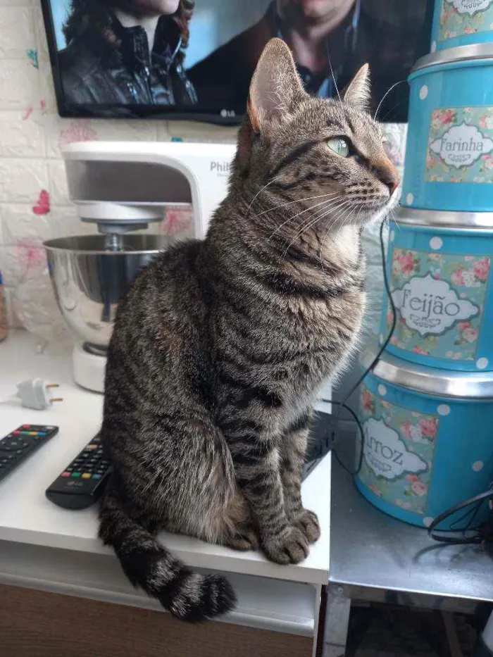 Gato ra a Sem raça definida idade 2 anos nome Mingau