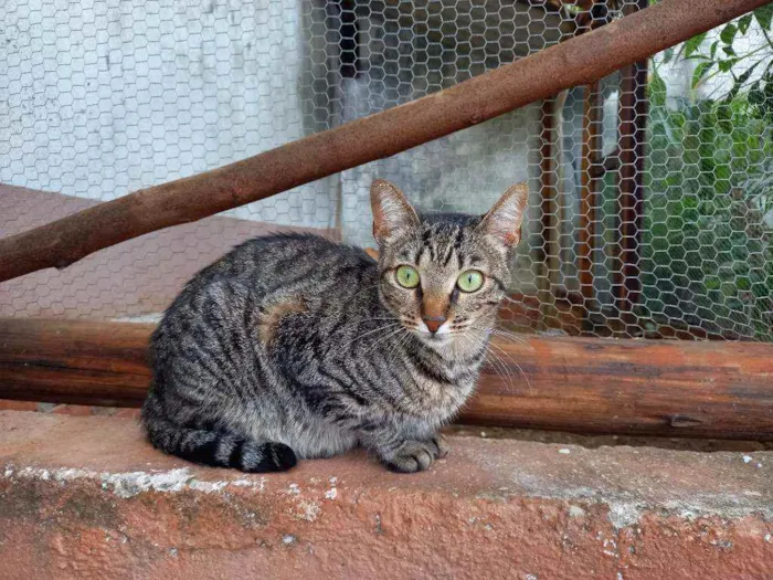 Gato ra a Sem raça definida idade 2 anos nome Mingau