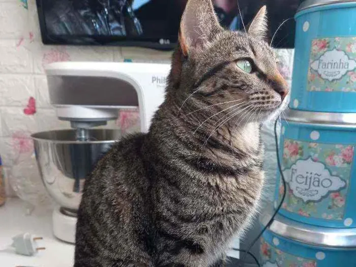 Gato ra a Sem raça definida idade 2 anos nome Mingau