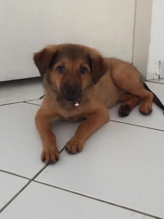 Cachorro raça Mistura chow -chow com viralat idade 2 a 6 meses nome Luna 