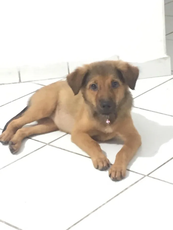 Cachorro raça Mistura chow -chow com viralat idade 2 a 6 meses nome Luna 