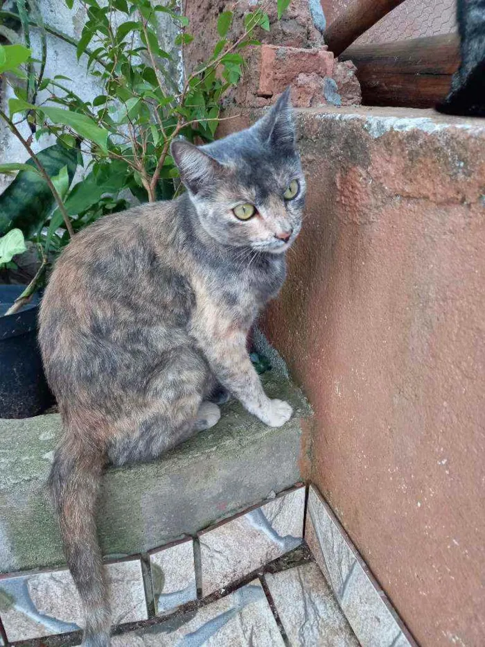 Gato ra a Sem raça definida idade 1 ano nome Nestlé