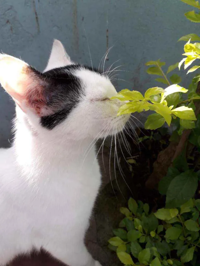 Gato ra a Indefinida  idade 1 ano nome Mel