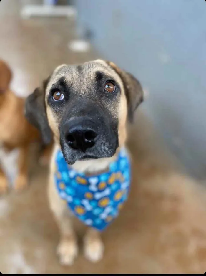 Cachorro ra a Sem raça  idade 2 anos nome Sem nome 