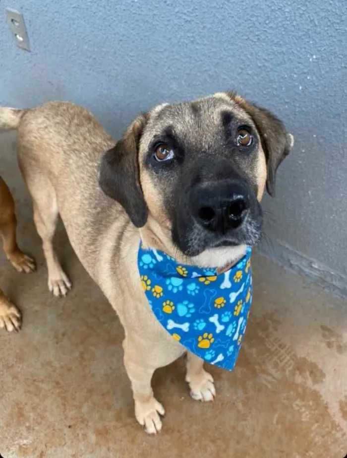 Cachorro ra a Sem raça  idade 2 anos nome Sem nome 
